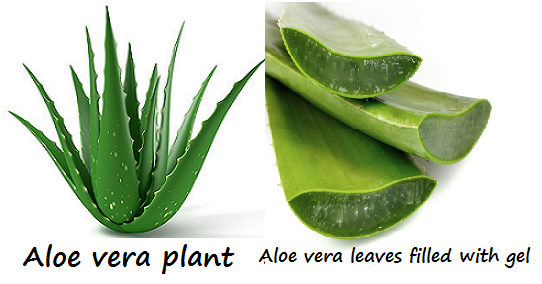 Aloe Vera for Psoriasis  Psoriasis Self Management